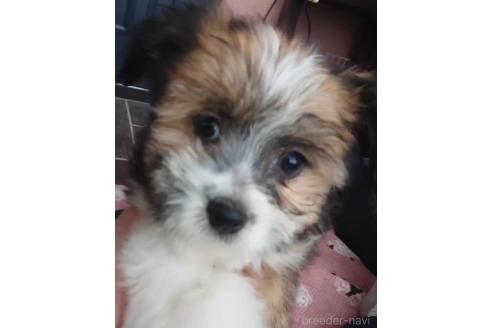販売中の北海道のミックス犬-396259の2枚目
